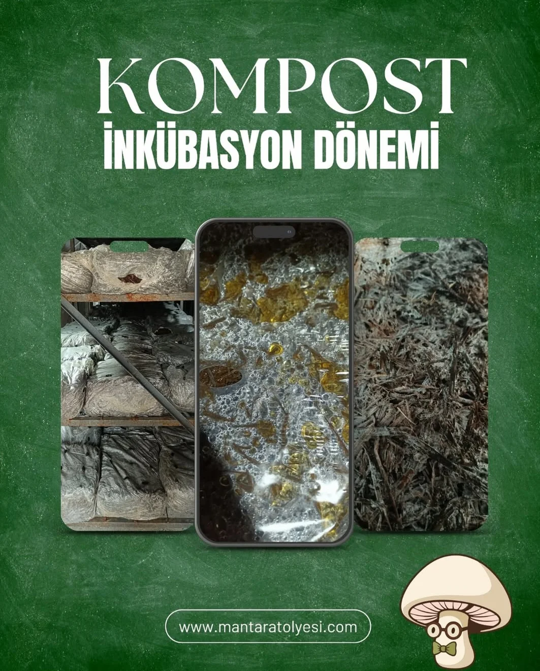 Kompost İnkübasyon Dönemi
