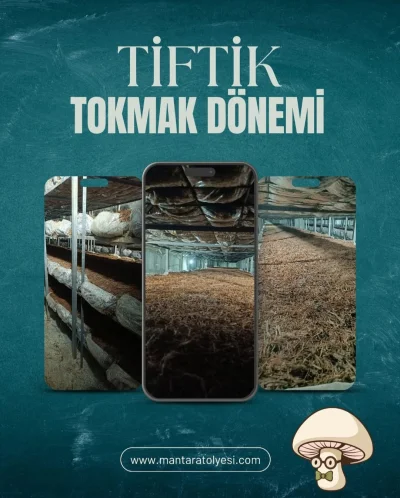 Tiftik Tokmak Dönemi