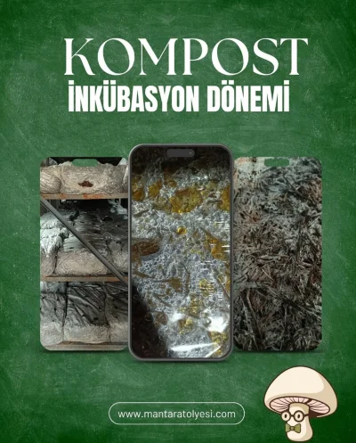 Kompost İnkübasyon Dönemi